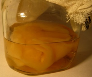 food blog, holybasil, cooking, culinary, recipes, homemade vinegar, tangelos, candied citrus, Mother Vinegar