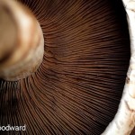 Mushroom Stroganoff