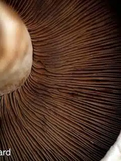 A close up of a mushroom on a wooden table.